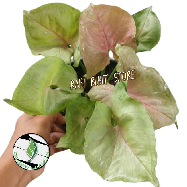 tanaman hias syingonium podophyllom - tanaman hias syingonium - tanaman hias syingonium pink -