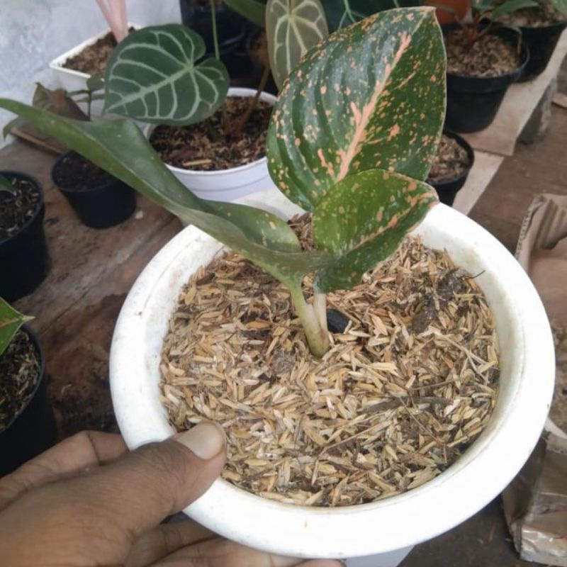 anakan Aglonema Stardust orange