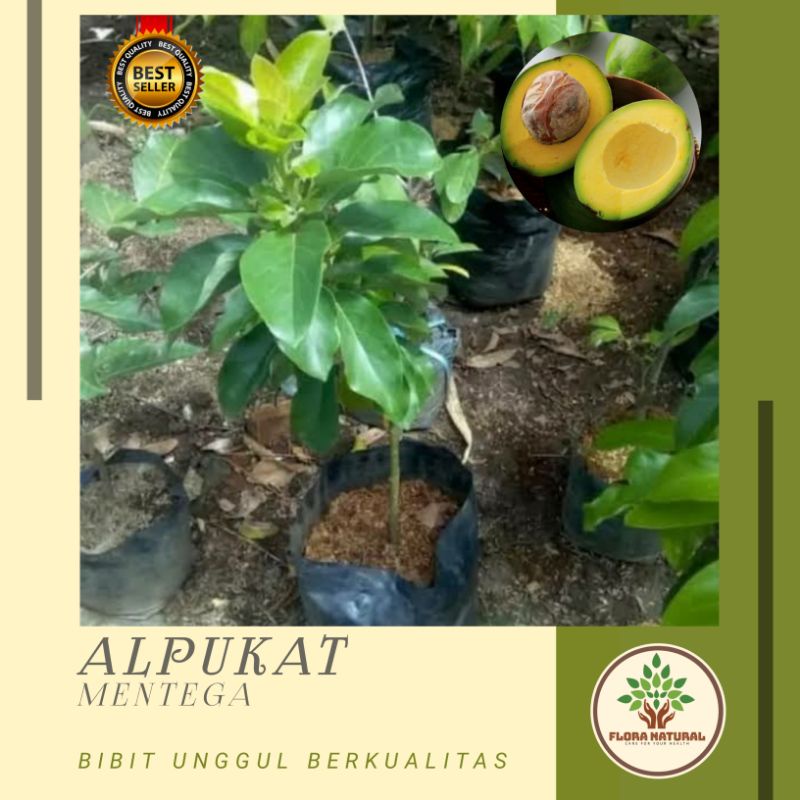 Bibit tanaman alpukat mentega Pohon alpukat mentega