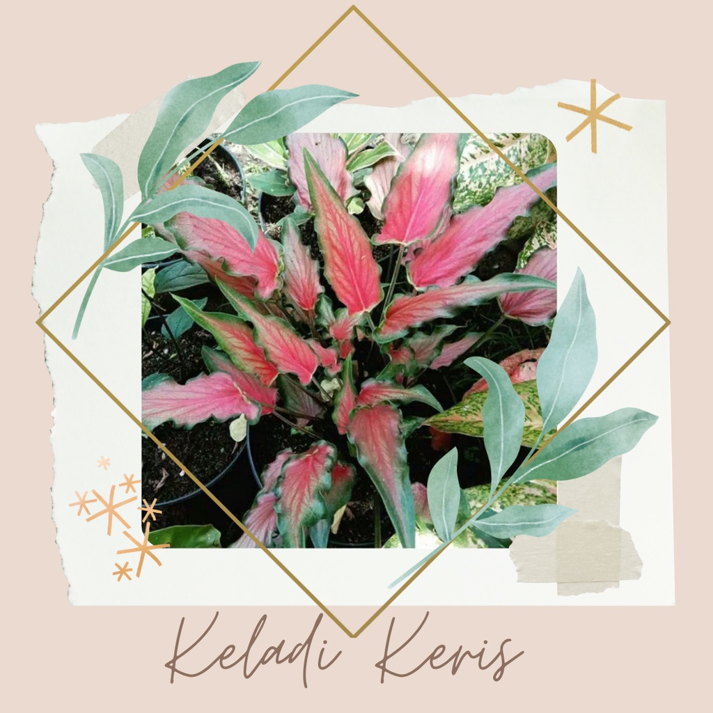 Keladi Keris Bibit Bunga Keladi Keris Tanaman Hias Keladi Keris Bunga Keladi Keris