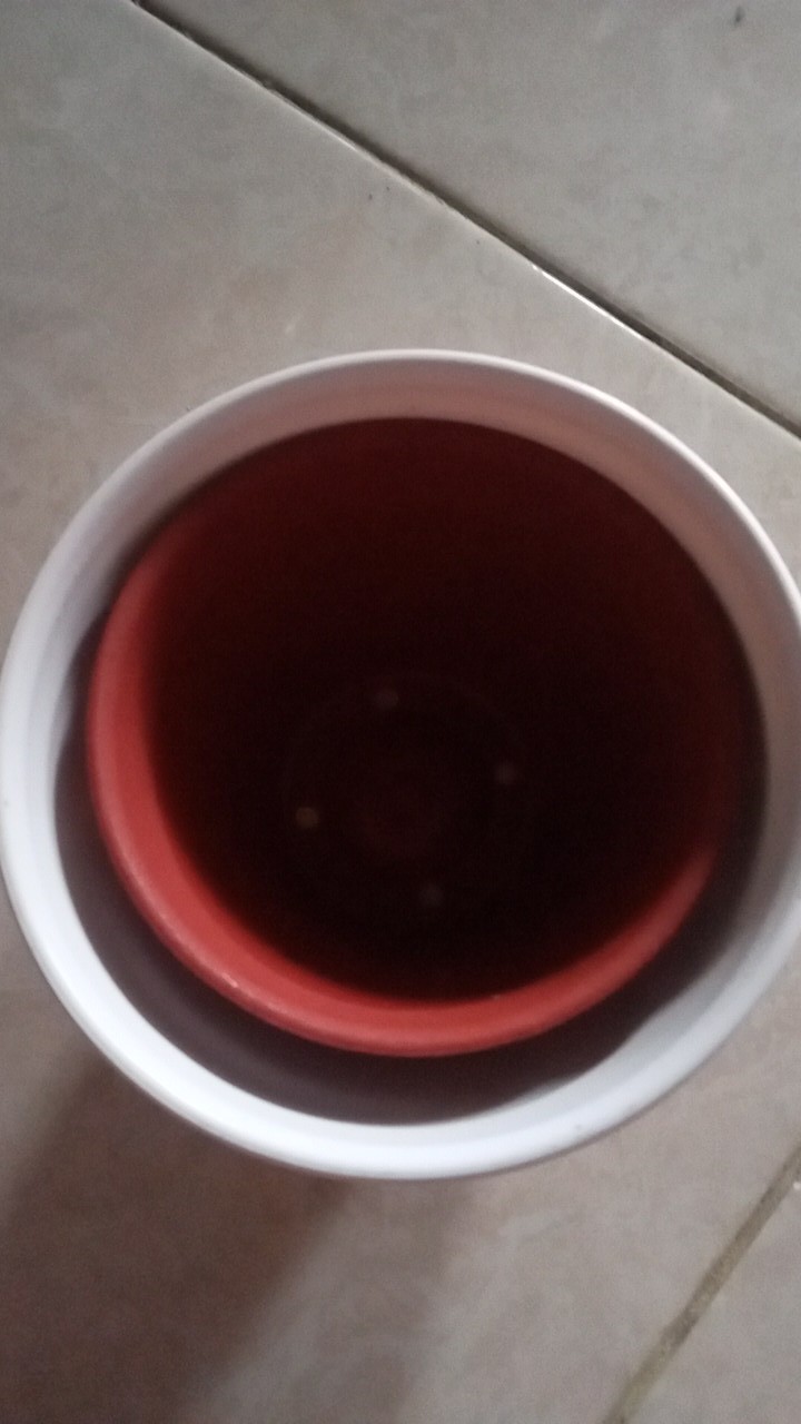 12cm Pot Tawon 12 Budi Jaya