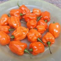 Benih Bibit Biji - Cabai Orange Habanero Cabe Pepper Seeds