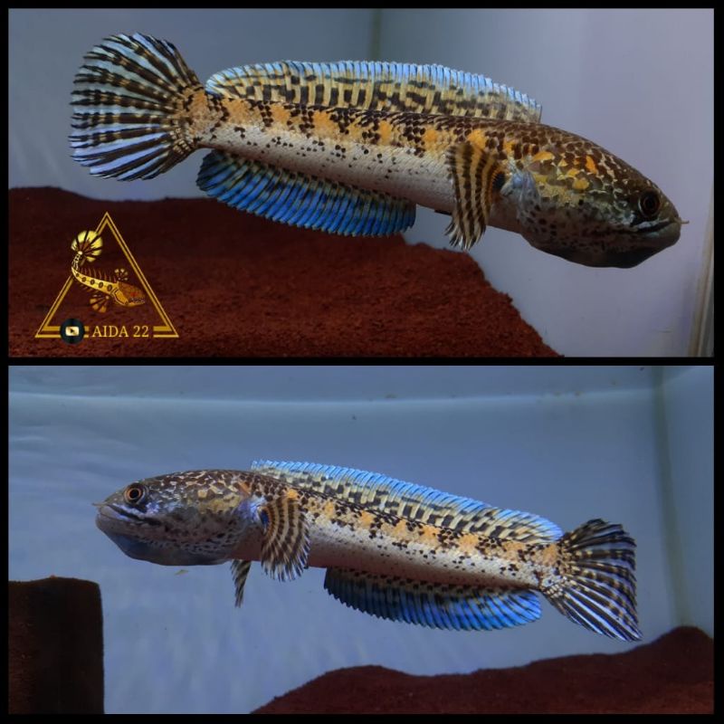Channa Auranti size 17cm