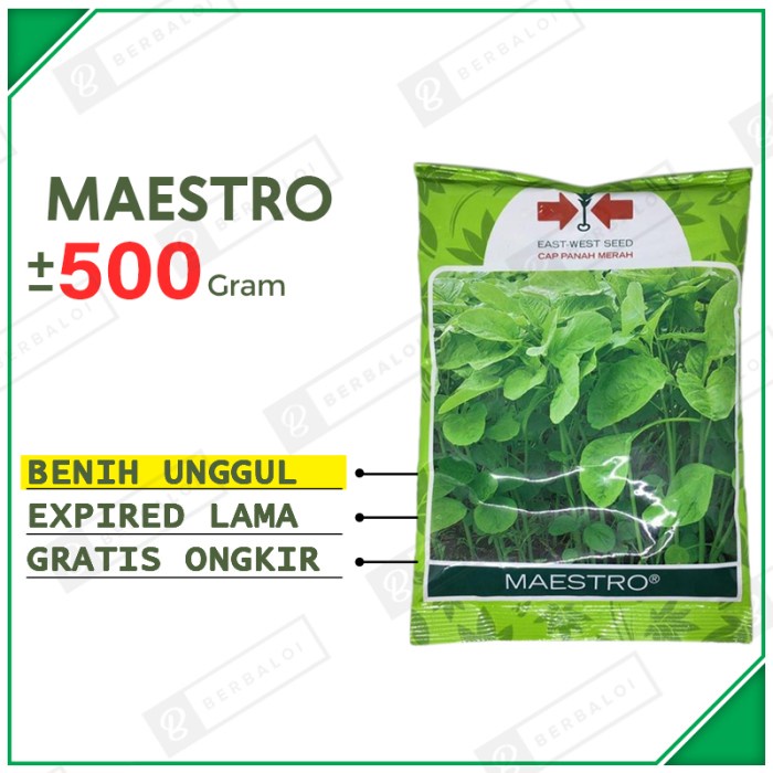 Maestro Benih Bayam Potong Unggul Bibit Bayam Cabut Hibrida