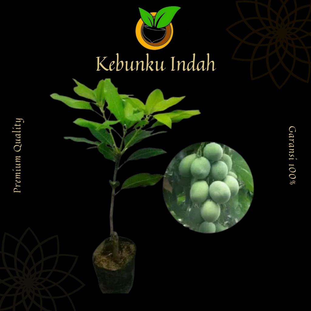 BIBIT BUAH MANGGA MANALAGI MADU OKULASI