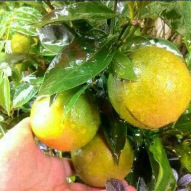 Bibit jeruk manis bw