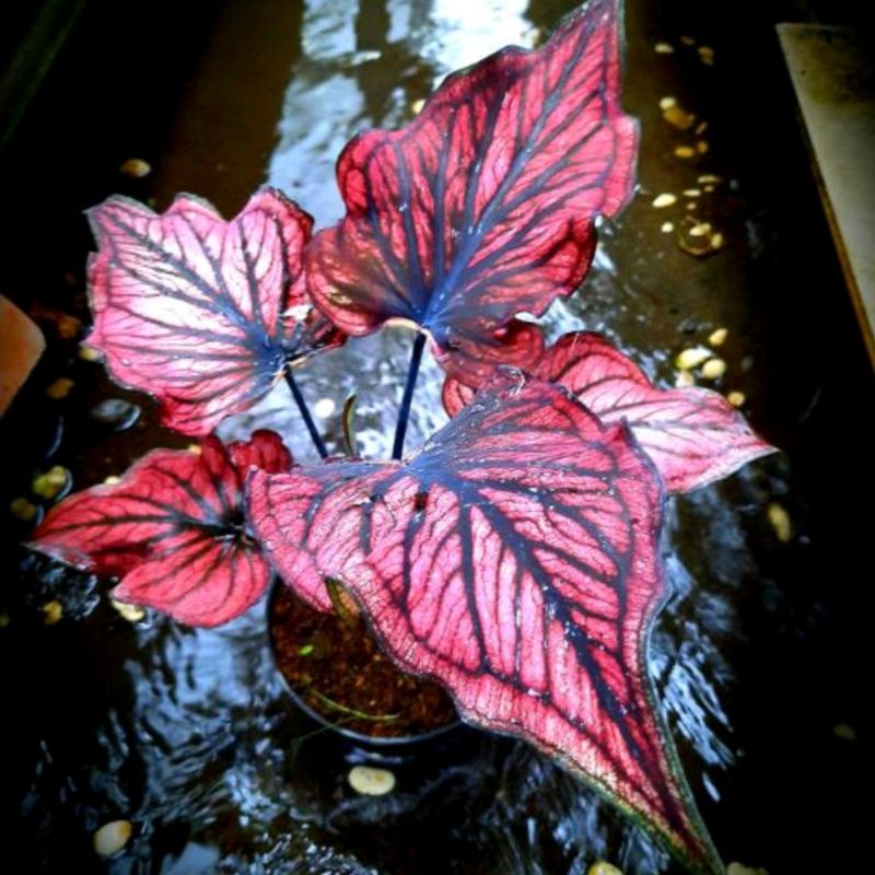 TANAMAN HIAS CALADIUM THAI SERIES/KELADI RED STONE/CALADIUM RED STONE BIBIT