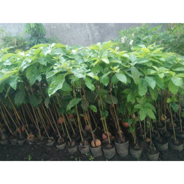 

Bibit alpukat markose suda stek 20rb perbibit
