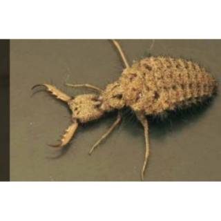 Herbal Undur Undur Obat Diabetes Masih Hidup Shopee Indonesia