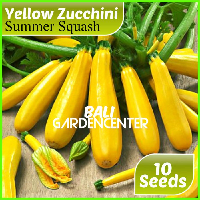 Isi 10 Benih Biji Zucchini Kuning - Yellow Zucchini