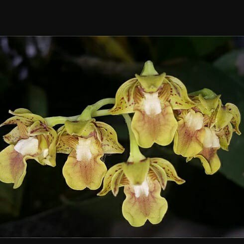 [ DEWASA ] Dendrobium bifalce – Si Cantik Koleksi Wajib Pecinta Anggrek Spesies