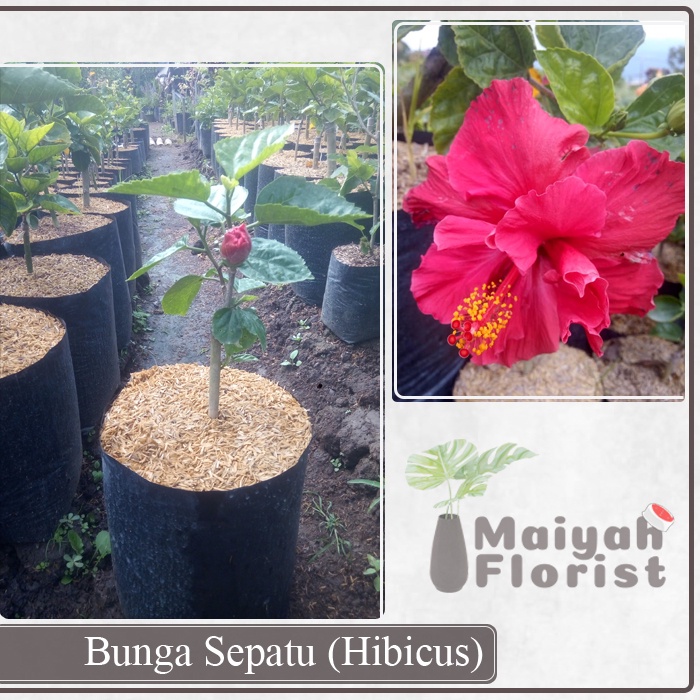 Bunga Sepatu (Hibicus) - Tanaman Hidup