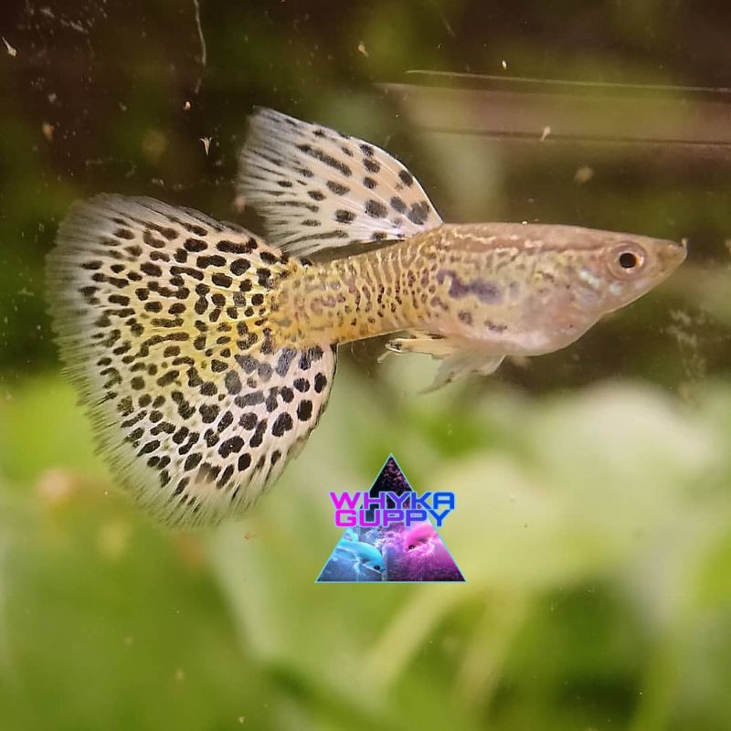 Ikan Guppy Yellow Cobra Ikan Hias