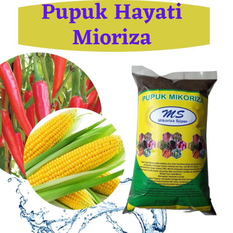 Pupuk Hayati Mikoriza Untuk Cabe, Pupuk Hayati Mikoriza Untuk Jagung