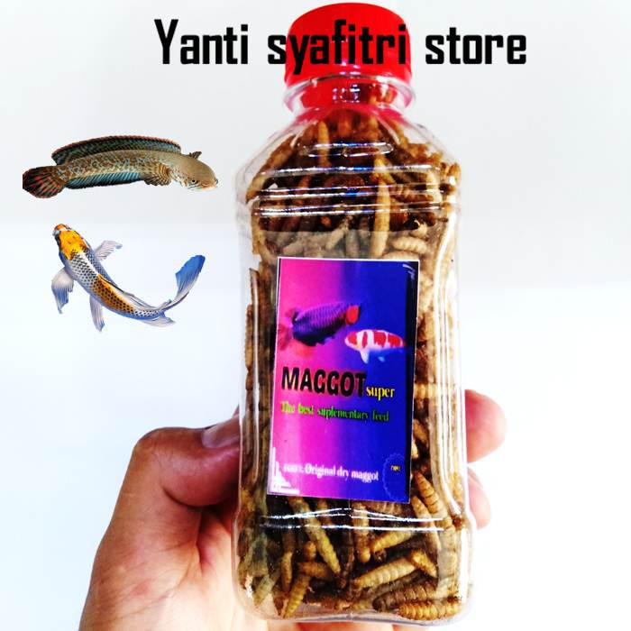 maggot super / ulet kering pakan ikan predator