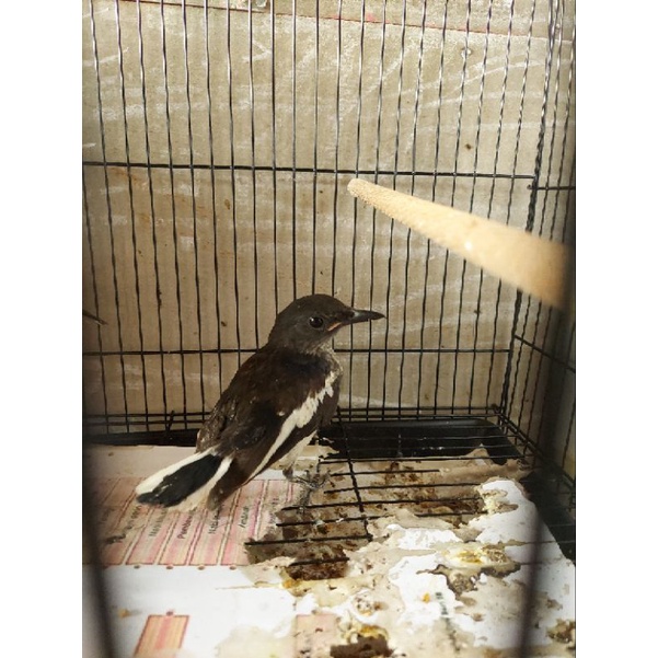 Kacer Trotol, Jaminan Jantan 100% bos