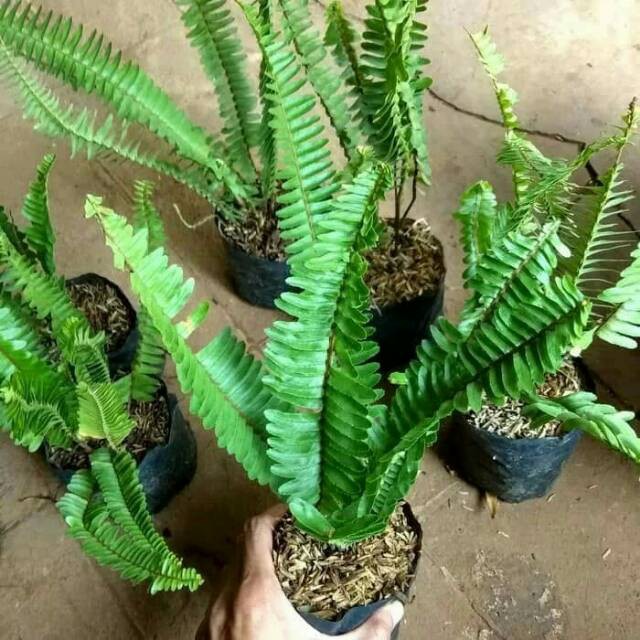 Tanaman hias pakis hias / pohon pakis kelabang tanaman hias gantung