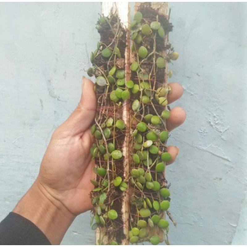 Dischidia numularia
