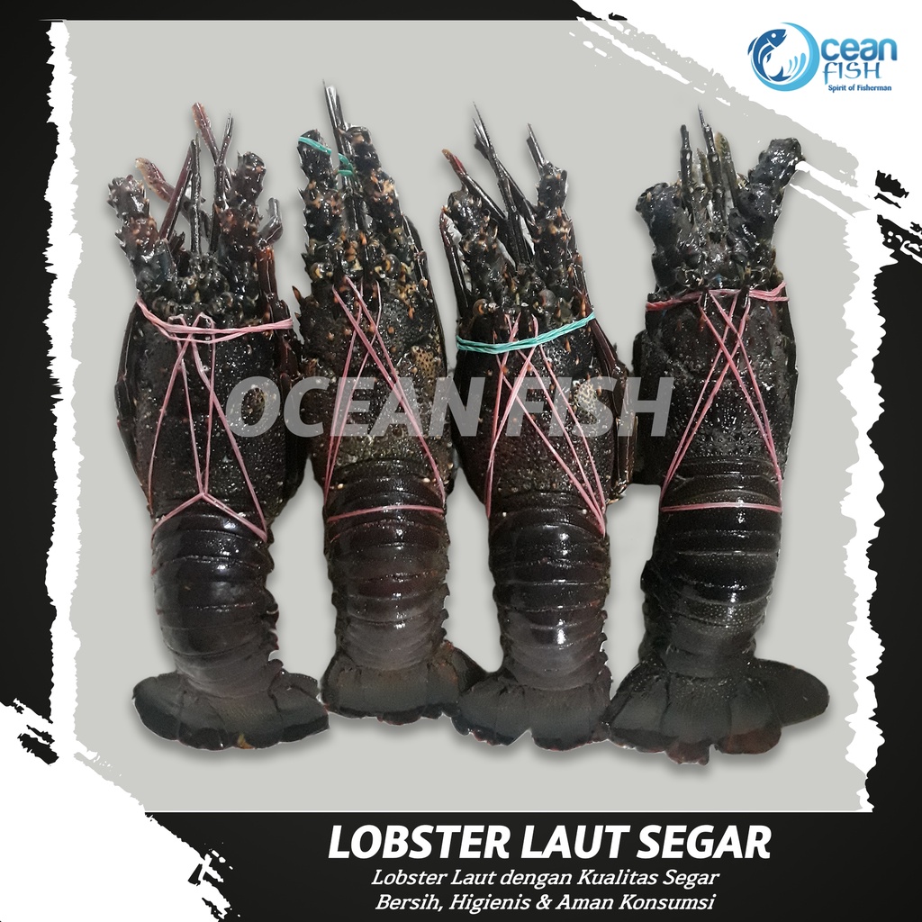 Lobster Laut Segar/Lobster Batu/Lobster Laut 1kg isi 2-5 Ekor/Lobster Segar Fresh/Lobster Seafood/Lo