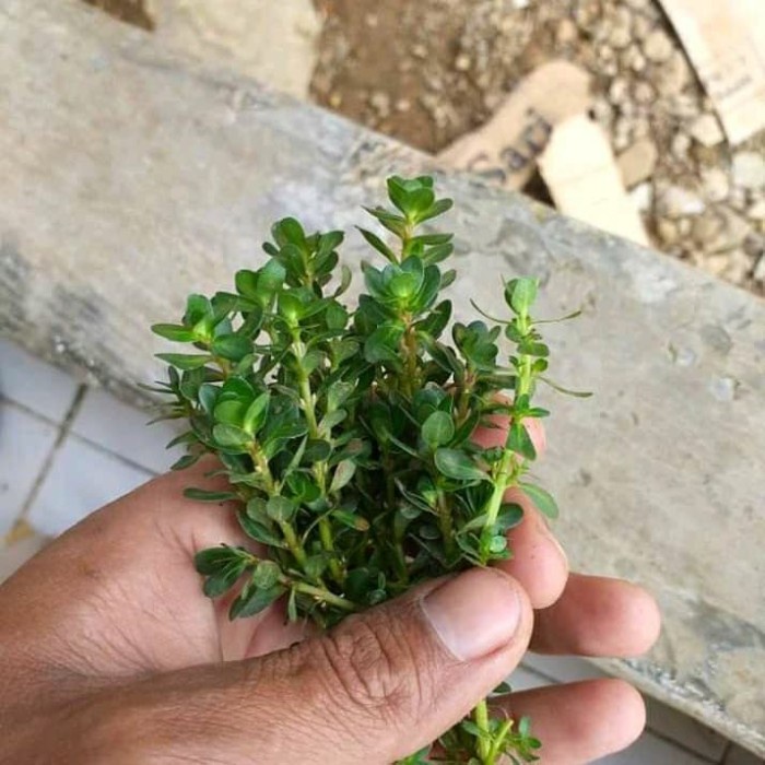 

ds20112s Rotala Amania Bonsay Xa20X1
