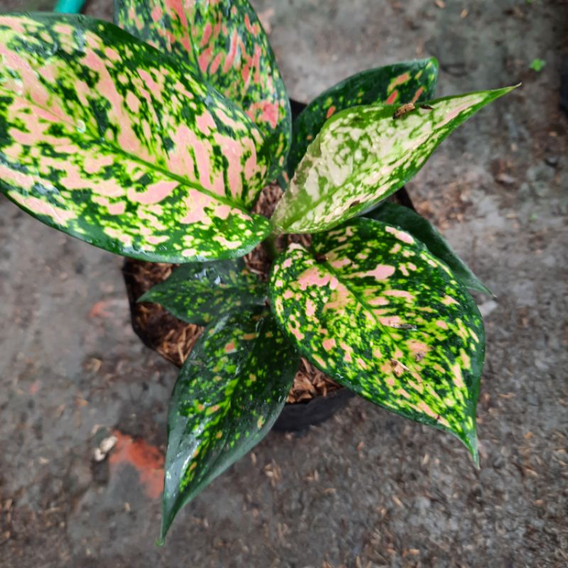 Aglonema ruby ciangmay Dewasa