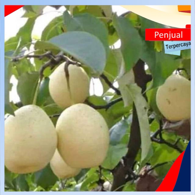 

/COD/ Bibit buah pir Hasil cangkok cepat berbuah Ktn