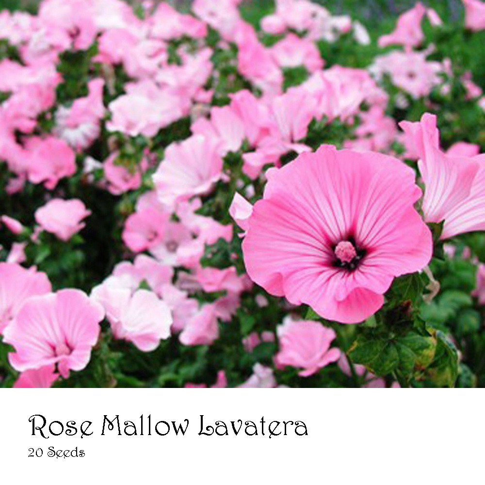 PlantaSeed - 20 Seeds - Rose Mallow Lavatera Biji Bunga - PAS0231