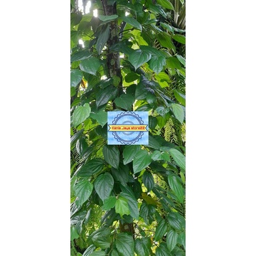 

Daun sirih hutan segar petik langsung per 400 grm