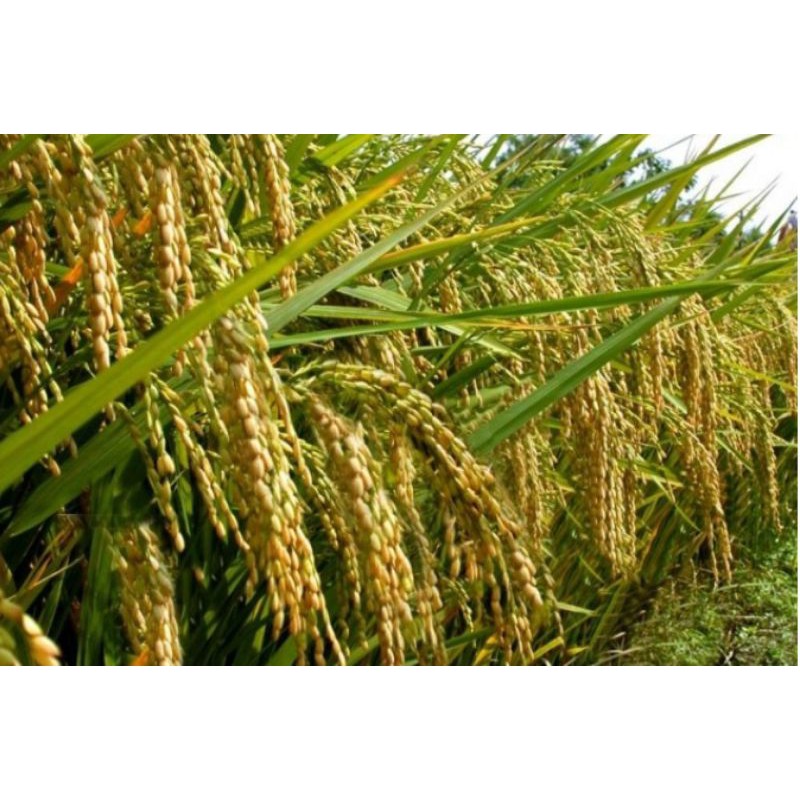 BENIH PADI UNGGUL KABIR 07