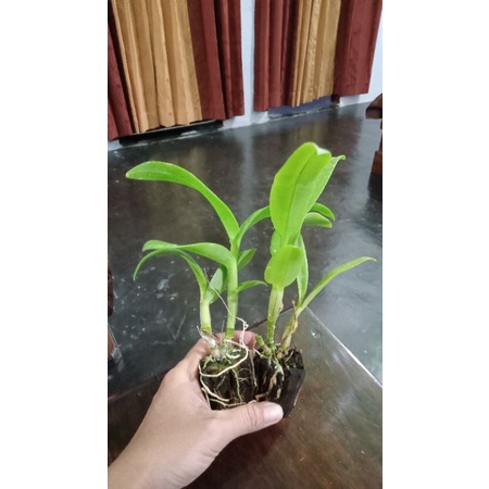 dendrobium caesar warawan remaja