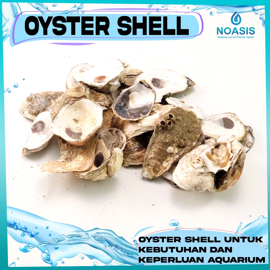 OYSTER SHELL KULIT KERANG MEDIA FILTER KOLAM KOI 1 KG MURAH