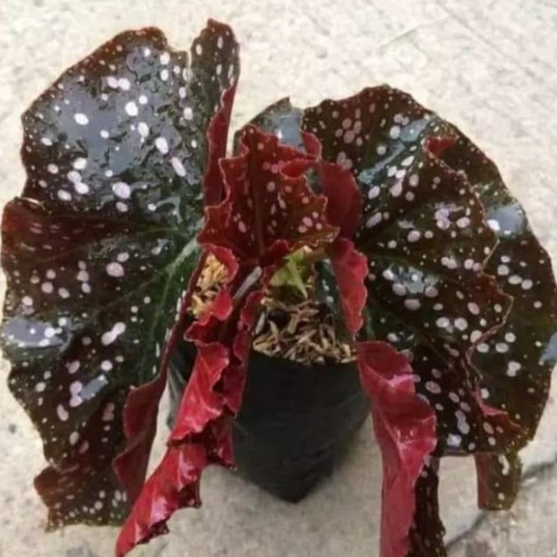 TANAMAN HIAS BEGONIA MOCCA// BEGONIA POLKA MOCCA