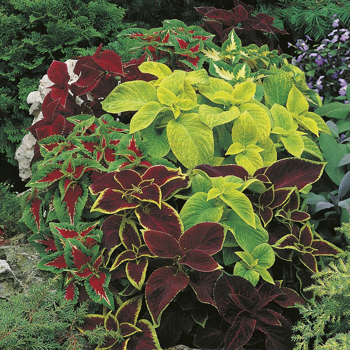 Haira Seed BIbit-BIji Bunga Coleus Rainbow Mix