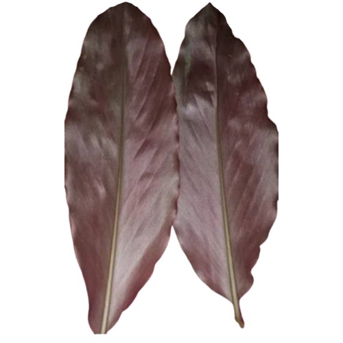 

Daun kecombrang segar 1kg daun honje/combrang/rombeh siap petik