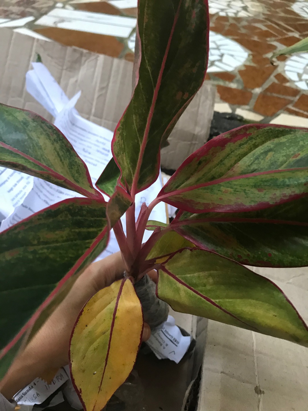 Paket 5 Tanaman Aglonema - Agolaonema - Bunga Aglonema - Paket Aglonema Murah