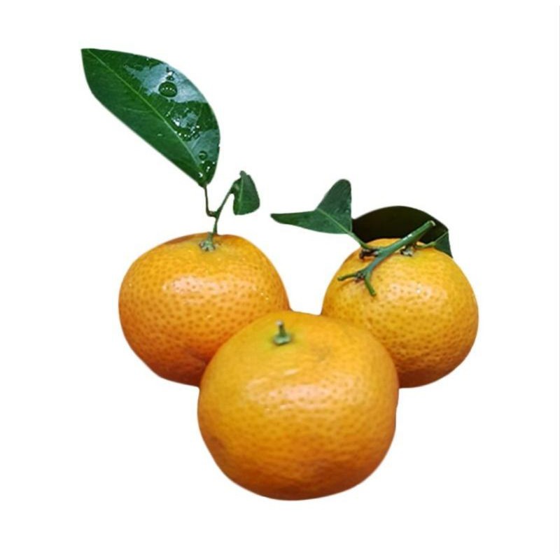 

Jeruk Santang Daun 1 Kg