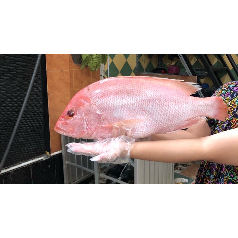 

Ikan Kakap Merah Utuh