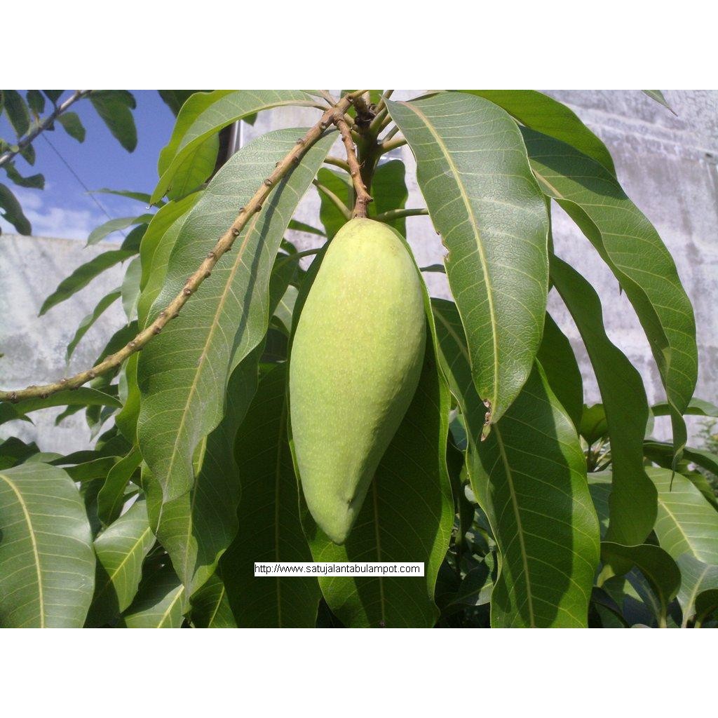 BIBIT MANGGA OKYONG OKULASI (COCOK DI TANAM POT)