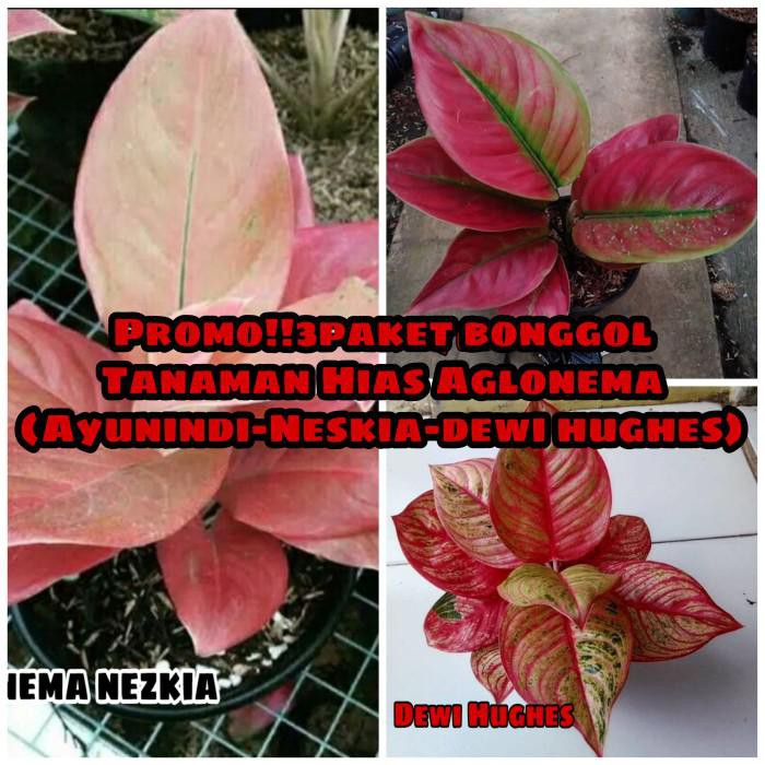 Garden | Promo 3Paket Bonggol Aglonema (Nezkia-Ayunindi-Dewi Hughes)