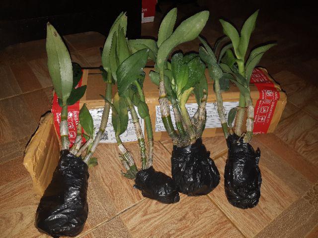 Anggrek Dendrobium Seddling Murah