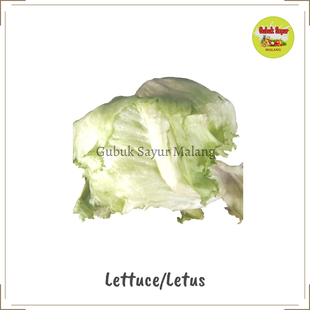 

Head Lettuce / Lotus / Iceberg Lettuce / Selada Bokor Fresh 500 Gram