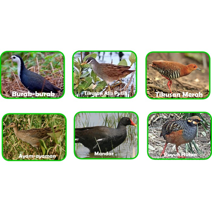 710 Gambar Patung Burung Ayam Ayaman Terbaik