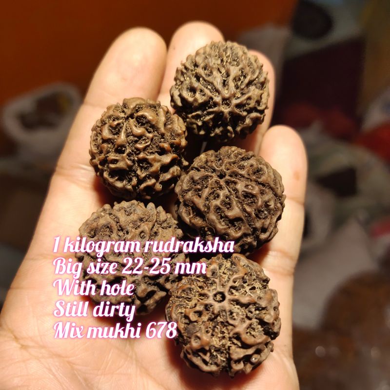 rudraksha 1 kilogram sudah berlubang masih kotor mukhi 678