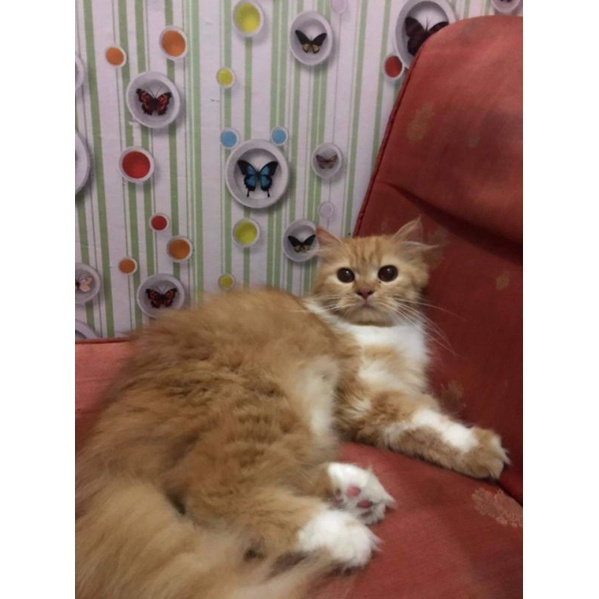 kucing flatnose mix munchkin / kucing kaki pendek / kucing bogel