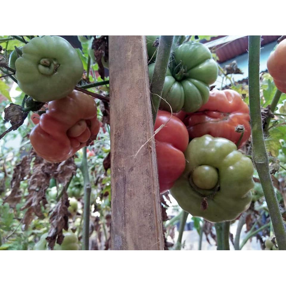 Benih Bibit Biji - Tomat Mutant Tomato Seeds