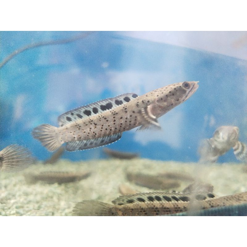 orna yl 100% SZ 5-6-7 cm