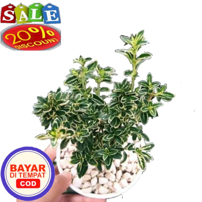 Bibit Tanaman Hias Bonsai Mirten - Bibit Bonsai