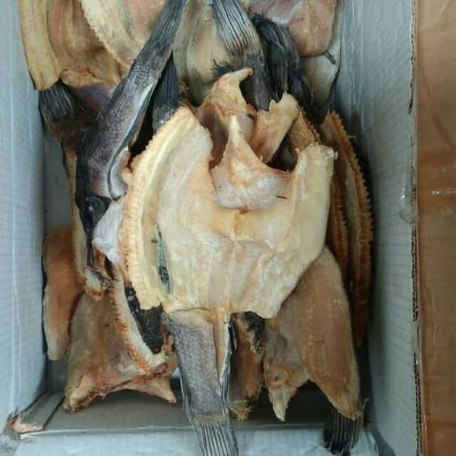 

Ikan Gabus ukuran besar