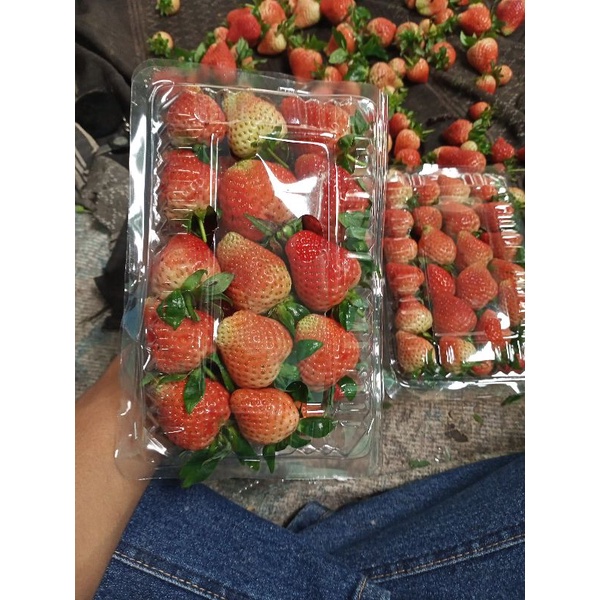

buah strawberry fresh 500gram