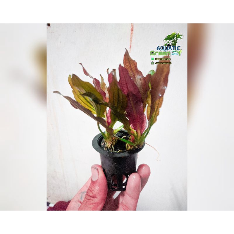 Jual Tanaman aquascape echinodorus red spesial full air - Red spesial